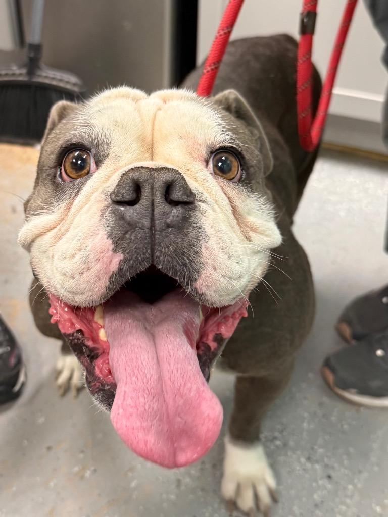 Enlarge Brooklyn, a Adoptable English Bulldog in Rockport, TX image 2/3