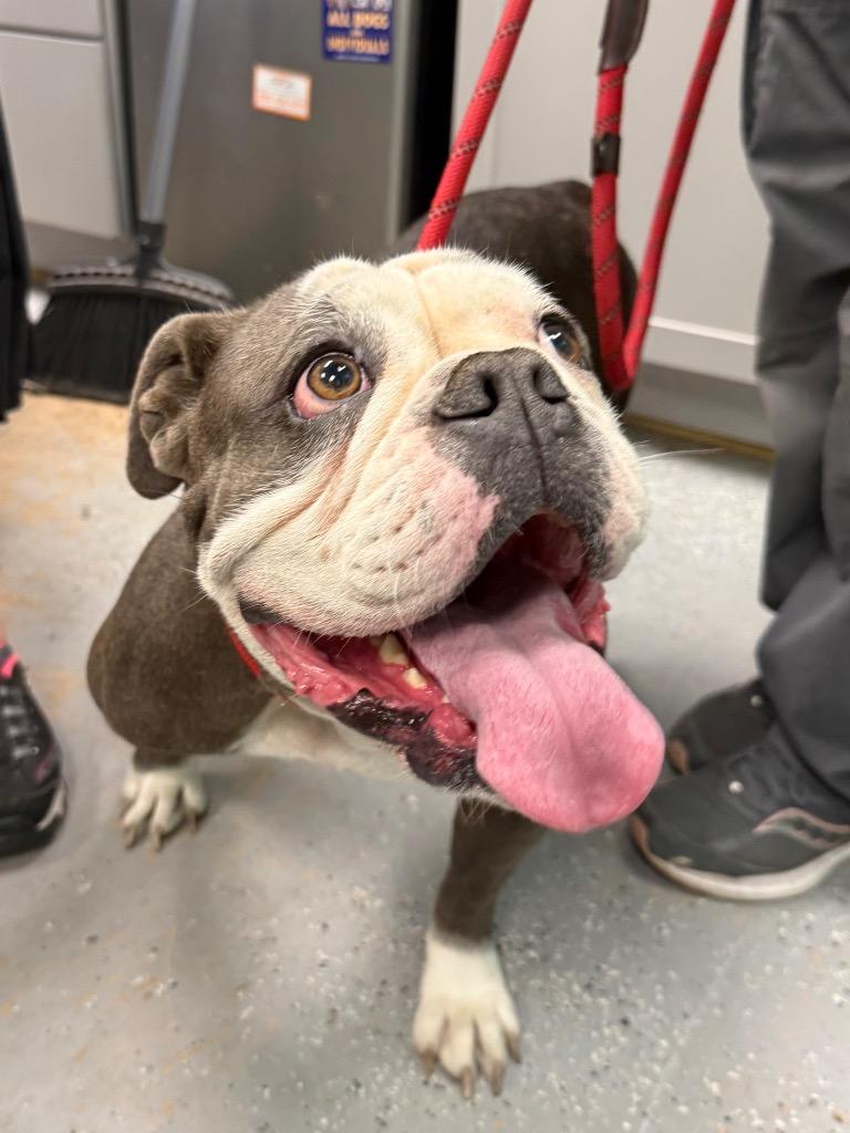 Enlarge Brooklyn, a Adoptable English Bulldog in Rockport, TX image 3/3