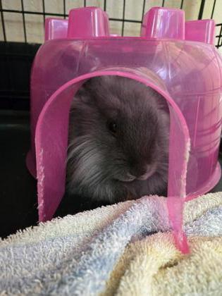 Hollyhock, a Adoptable Lionhead in Roseville, CA image 1/3