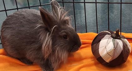 Hollyhock, a Adoptable Lionhead in Roseville, CA image 2/3