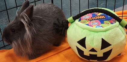 Hollyhock, a Adoptable Lionhead in Roseville, CA image 3/3
