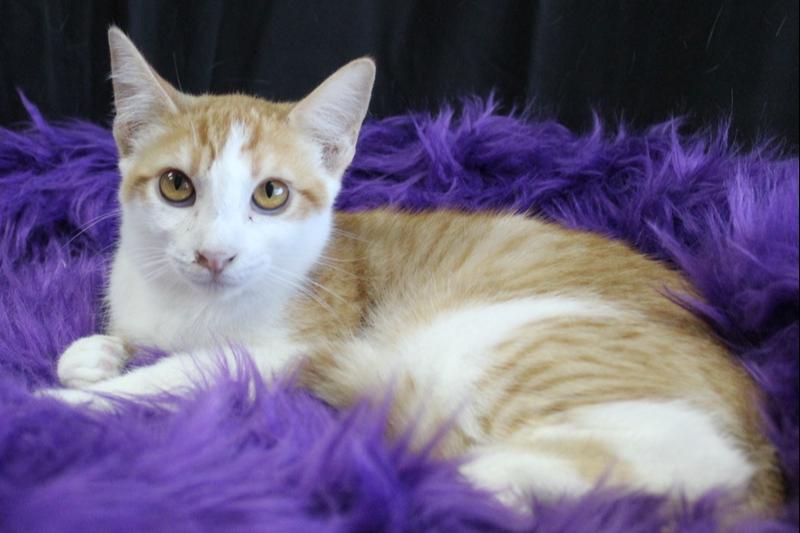 Enlarge Simba, a Adoptable Domestic Short Hair in Yuma, AZ image 1/1