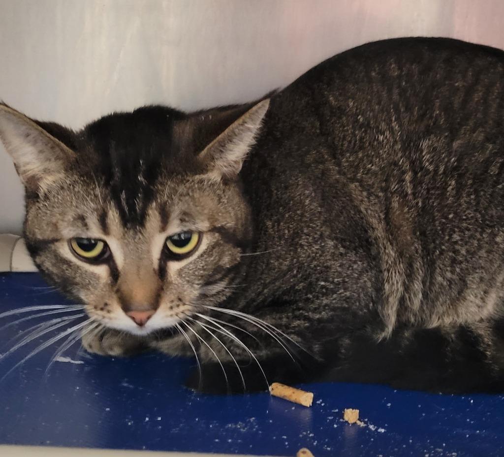 Simon, Adoptable, Adult Male Domestic Short Hair.