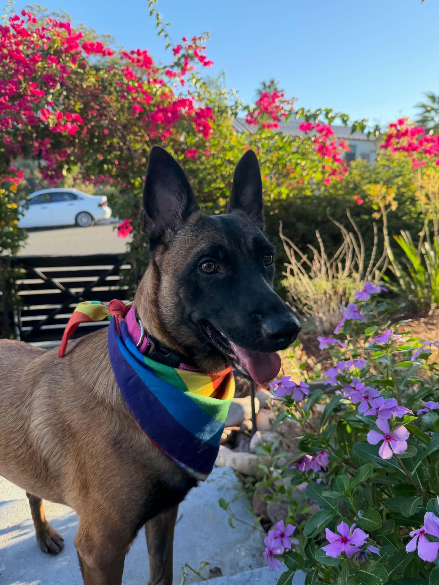 Sheba, Adoptable, Young Female Belgian Shepherd / Malinois.