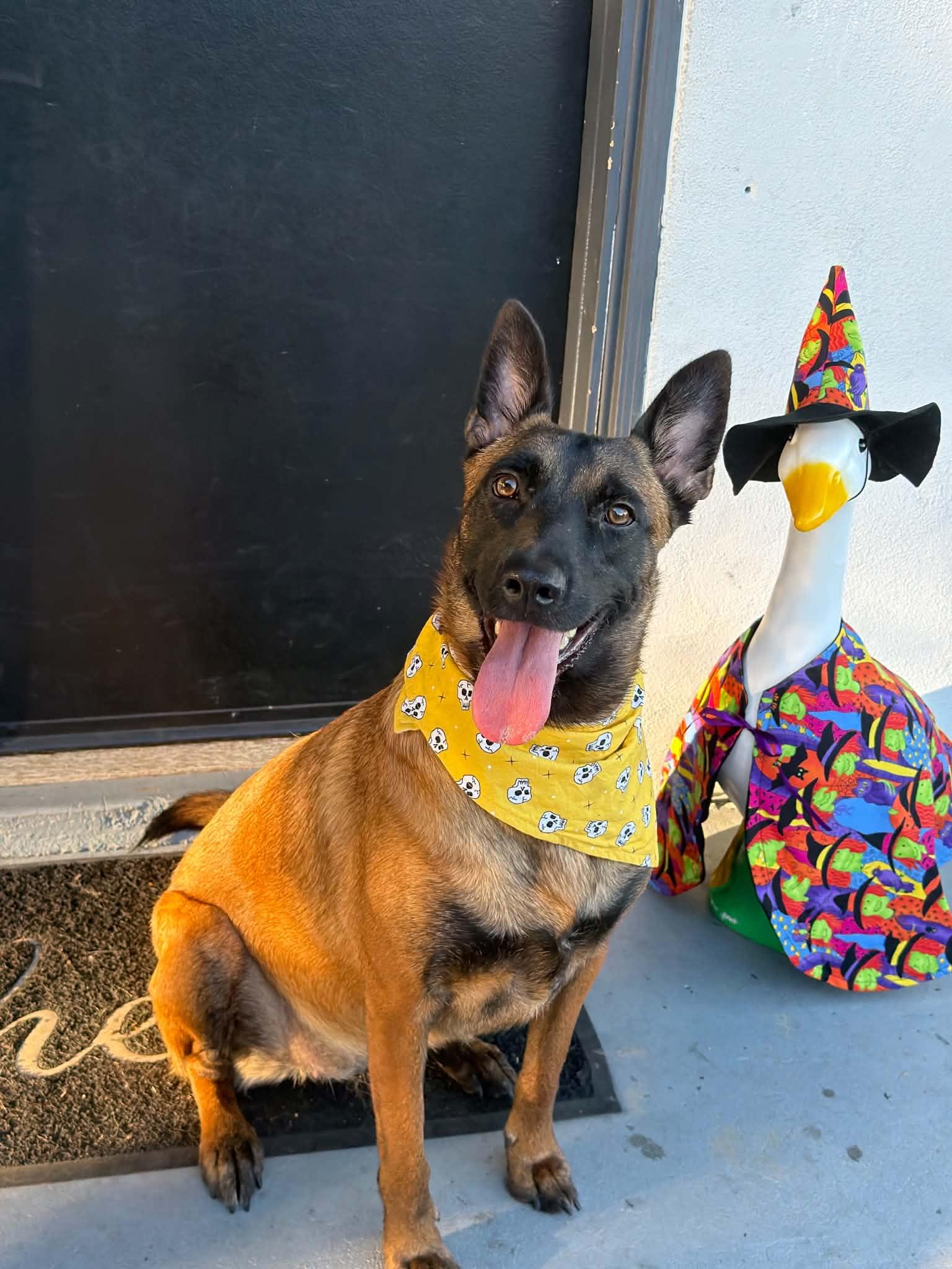 Enlarge Sheba, a Adoptable Belgian Shepherd / Malinois in Escondido, CA image 2/3