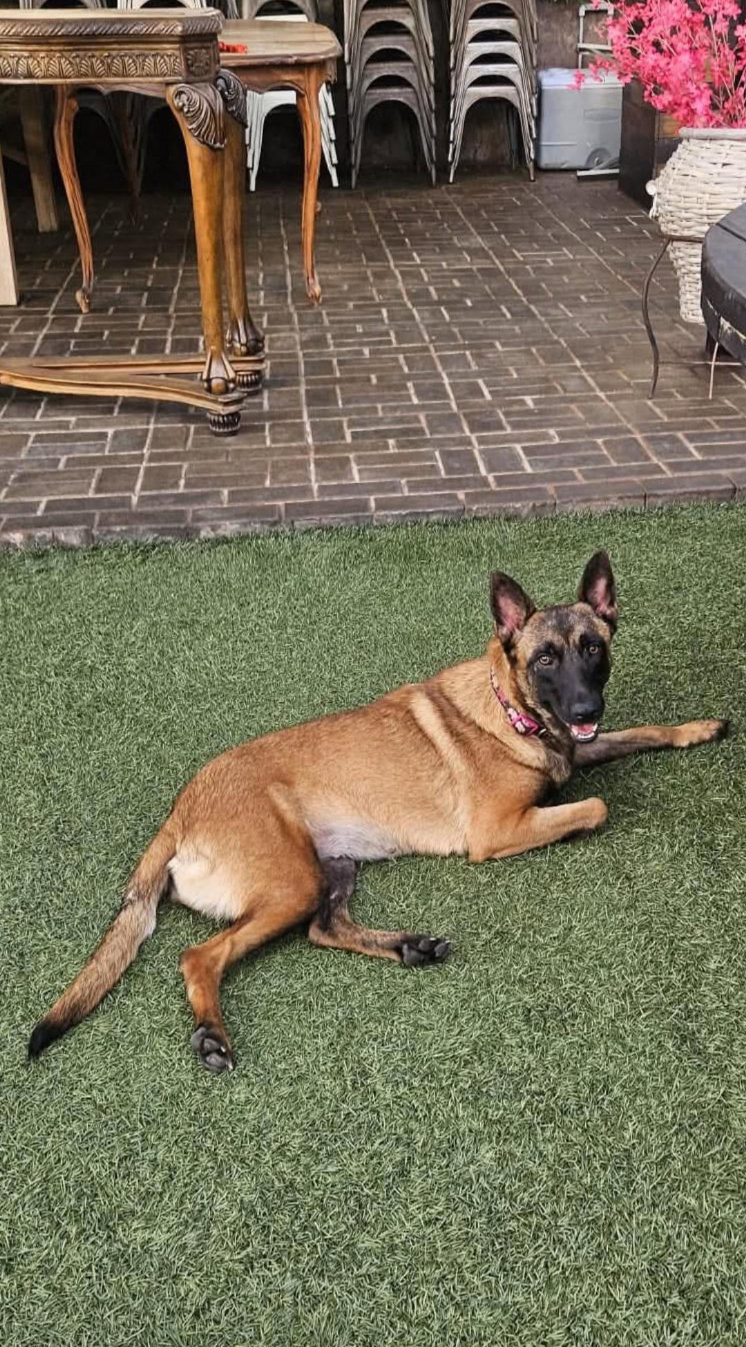 Sheba, Adoptable, Young Female Belgian Shepherd / Malinois.