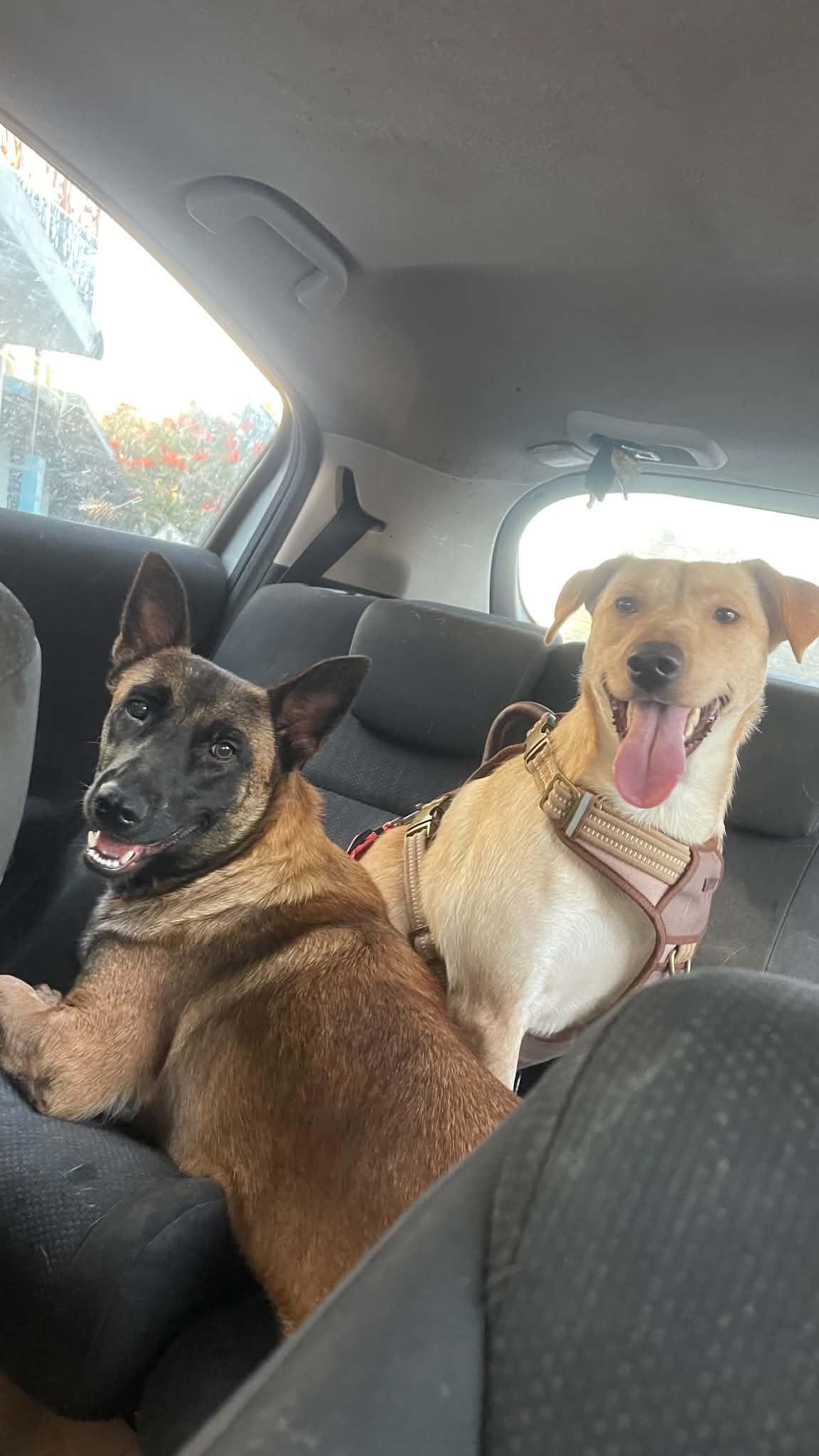 Sheba, a Adoptable Belgian Shepherd / Malinois in Escondido, CA image 2/3