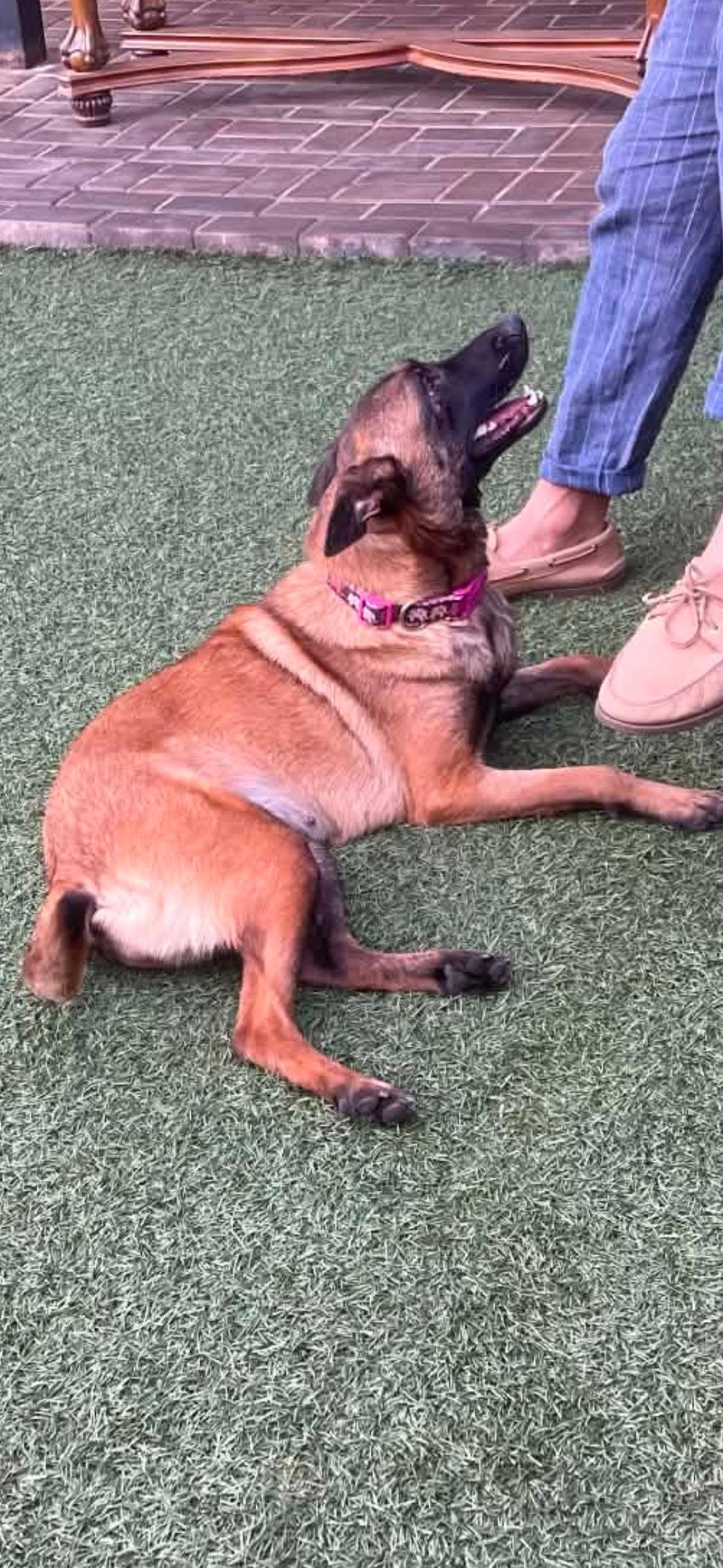 Sheba, a Adoptable Belgian Shepherd / Malinois in Escondido, CA image 3/3