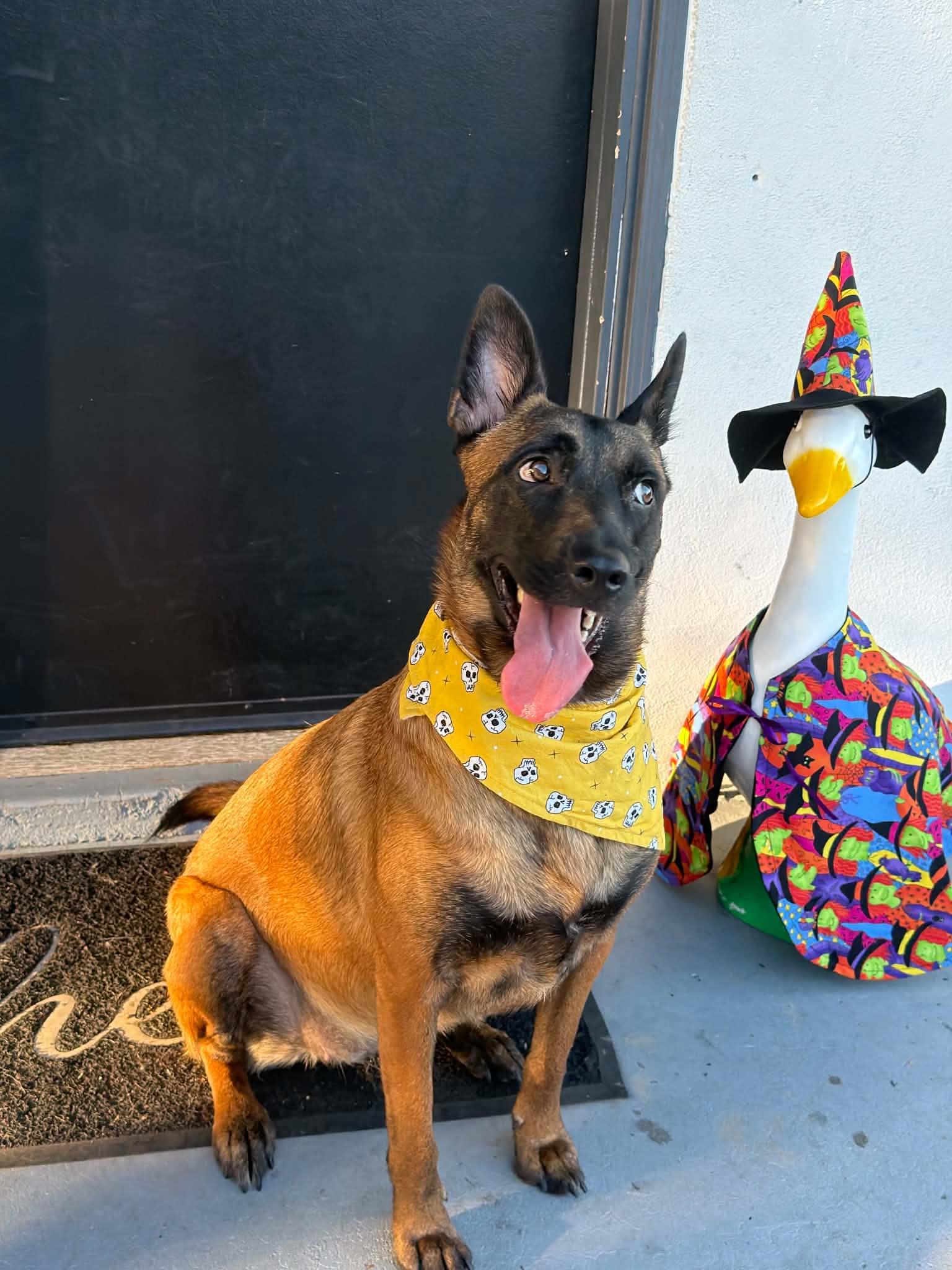 Enlarge Sheba, a Adoptable Belgian Shepherd / Malinois in Escondido, CA image 3/3