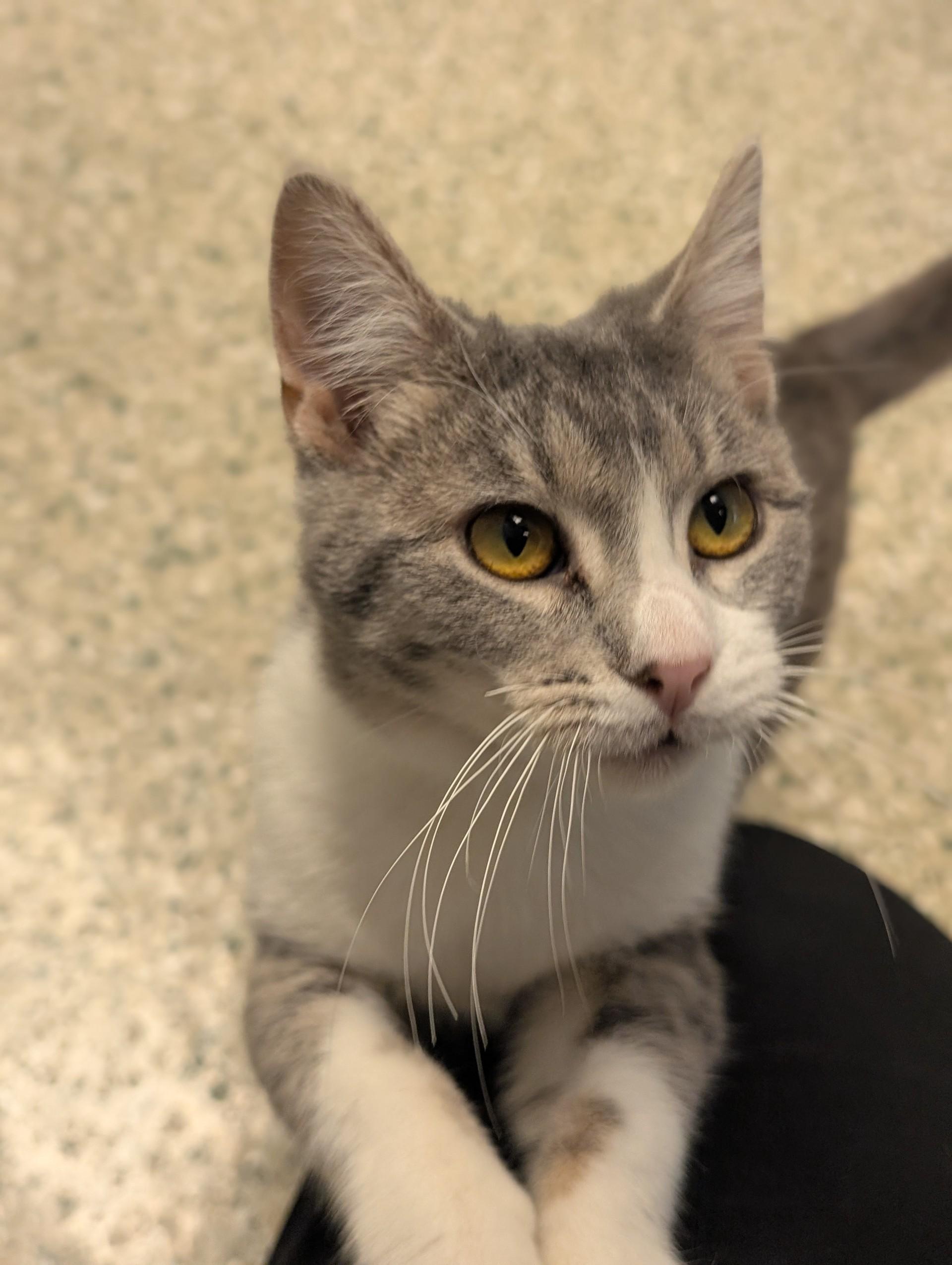 Zinnia, adoptable, Young Female Domestic Short Hair.