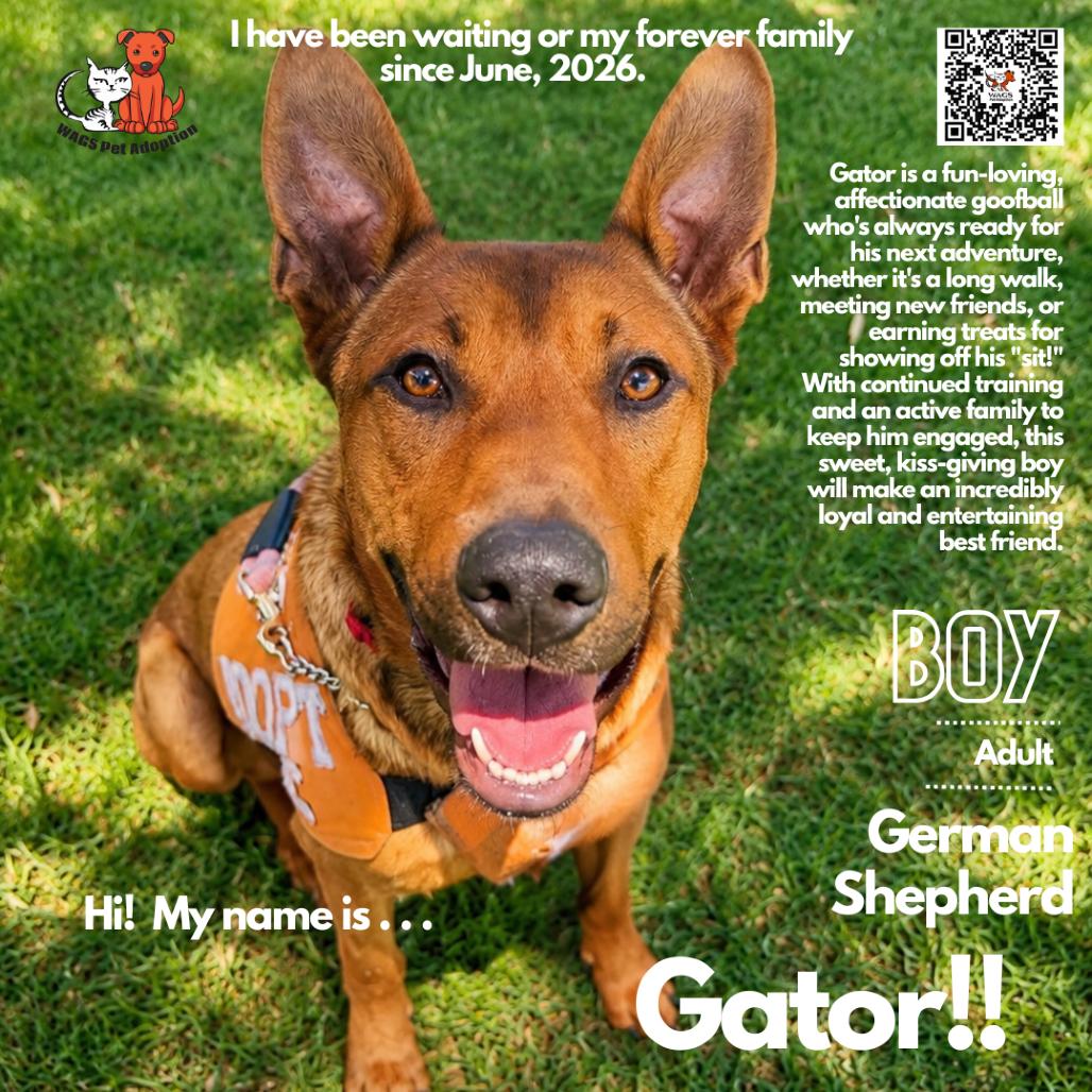 Gator, Adoptable, Young Male German Shepherd Dog.