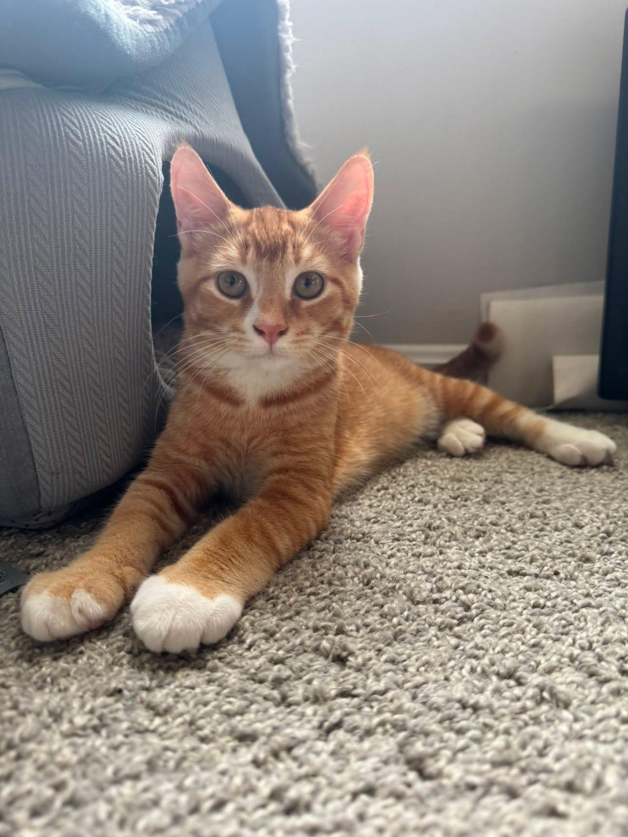 Enlarge Ernie, a ADOPTABLE Domestic Short Hair in Elkton, MD image 3/6