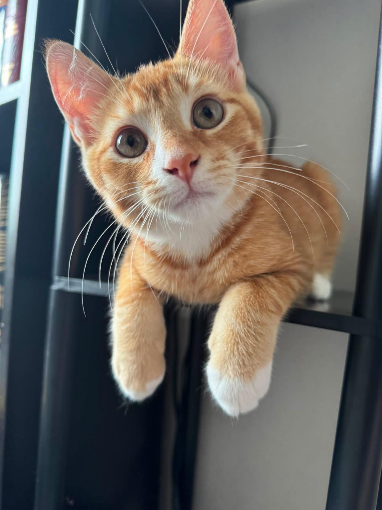 Ernie, ADOPTABLE, Kitten Male Domestic Short Hair.