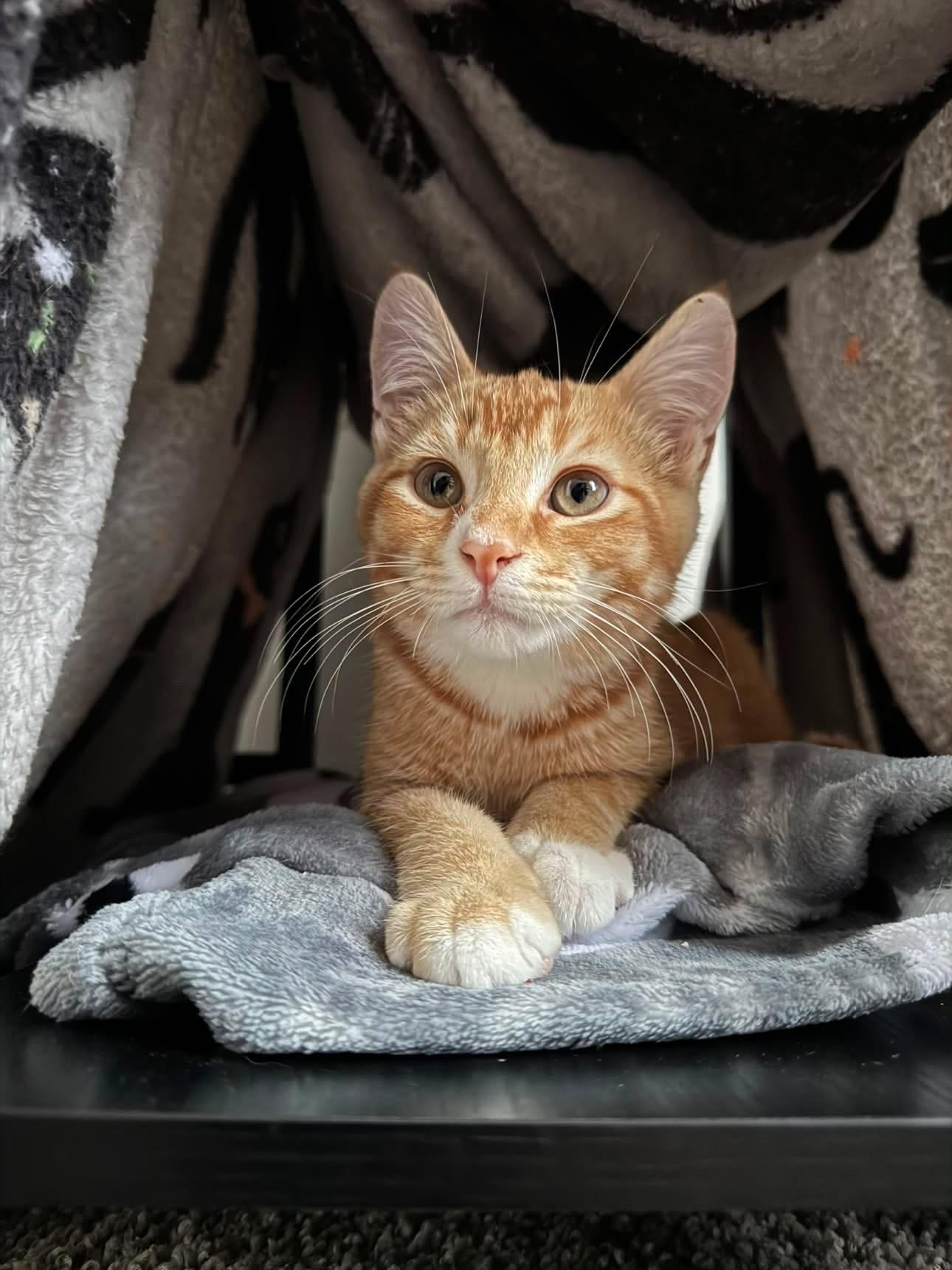 Enlarge Ernie, a ADOPTABLE Domestic Short Hair in Elkton, MD image 6/6