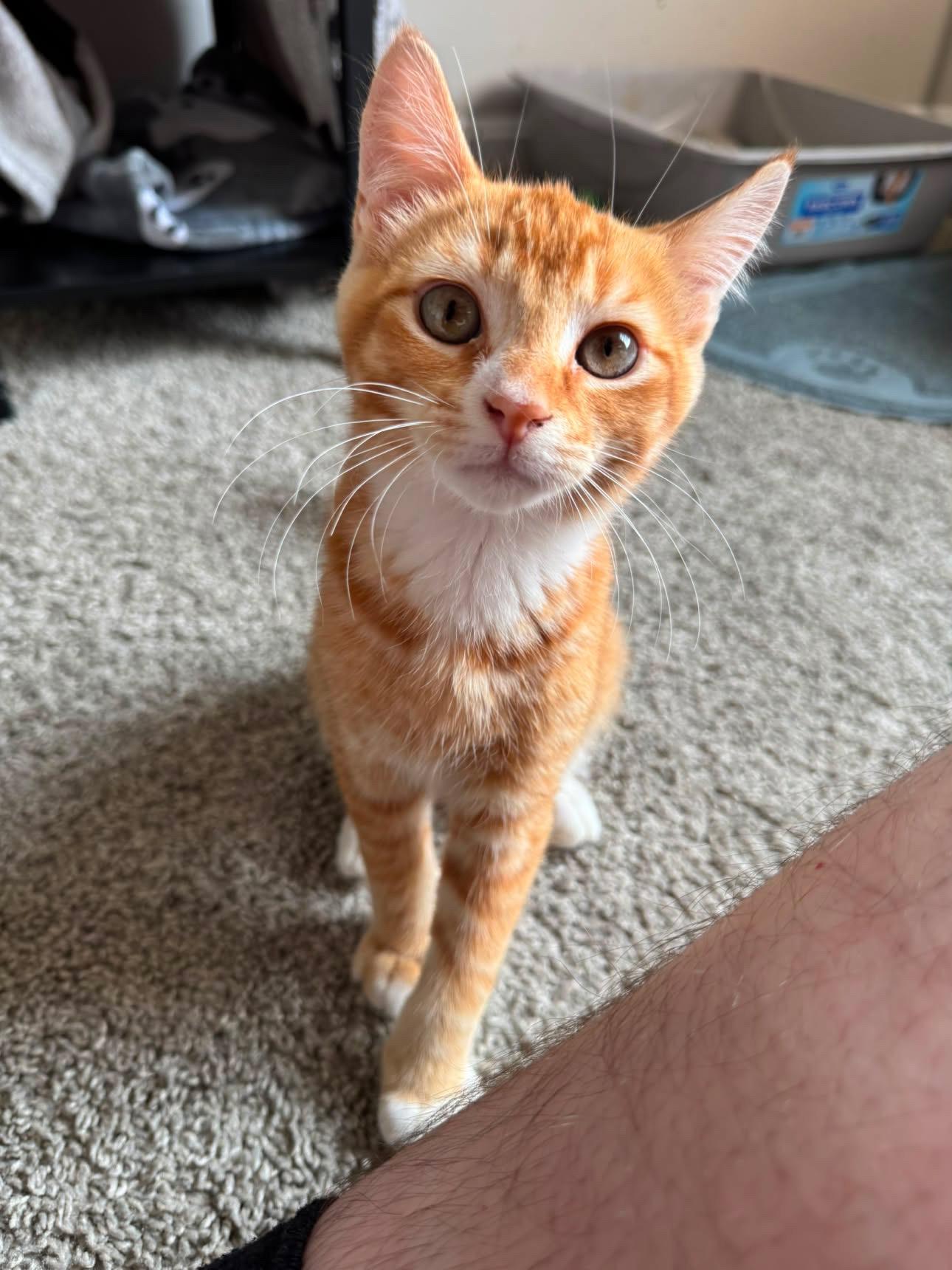 Enlarge Ernie, a ADOPTABLE Domestic Short Hair in Elkton, MD image 2/6