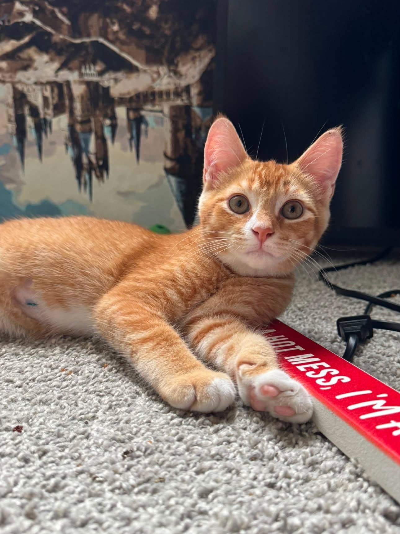 Enlarge Ernie, a ADOPTABLE Domestic Short Hair in Elkton, MD image 4/6