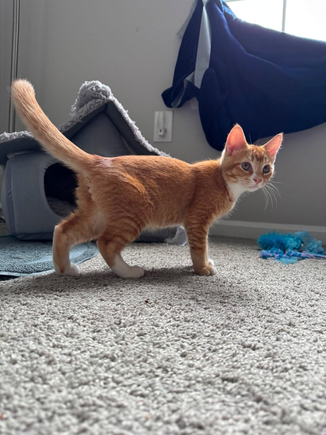 Enlarge Ernie, a ADOPTABLE Domestic Short Hair in Elkton, MD image 5/6