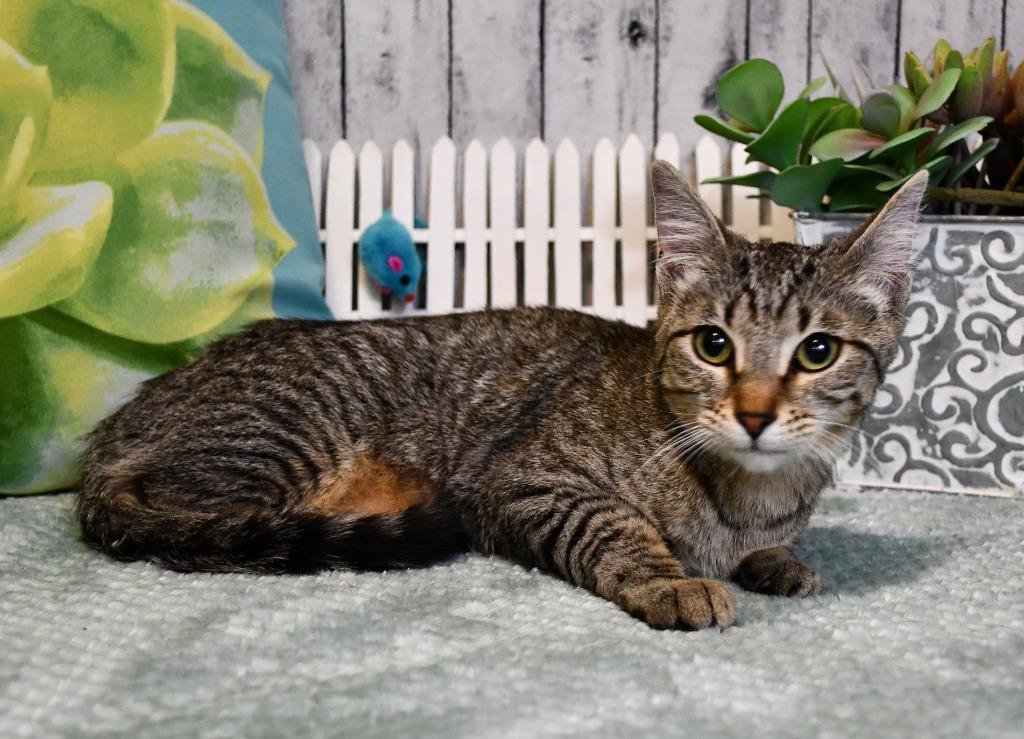 Enlarge Terri, a Adoptable mixed breed in Roanoke, TX image 1/3