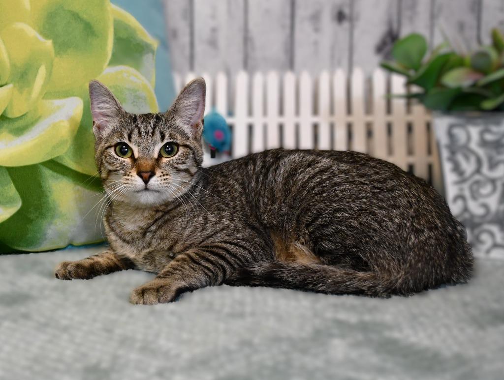 Enlarge Terri, a Adoptable mixed breed in Roanoke, TX image 2/3