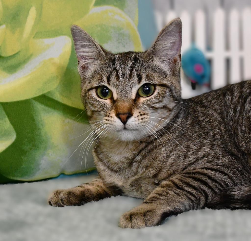 Enlarge Terri, a Adoptable mixed breed in Roanoke, TX image 3/3