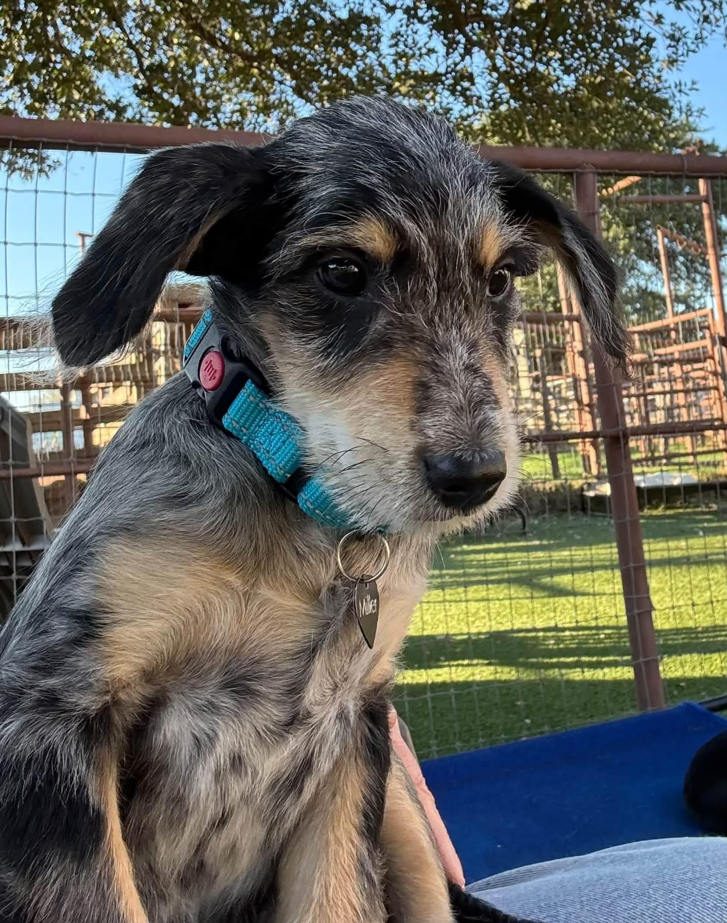Enlarge Steven, a Adoptable mixed breed in Southlake, TX image 5/6