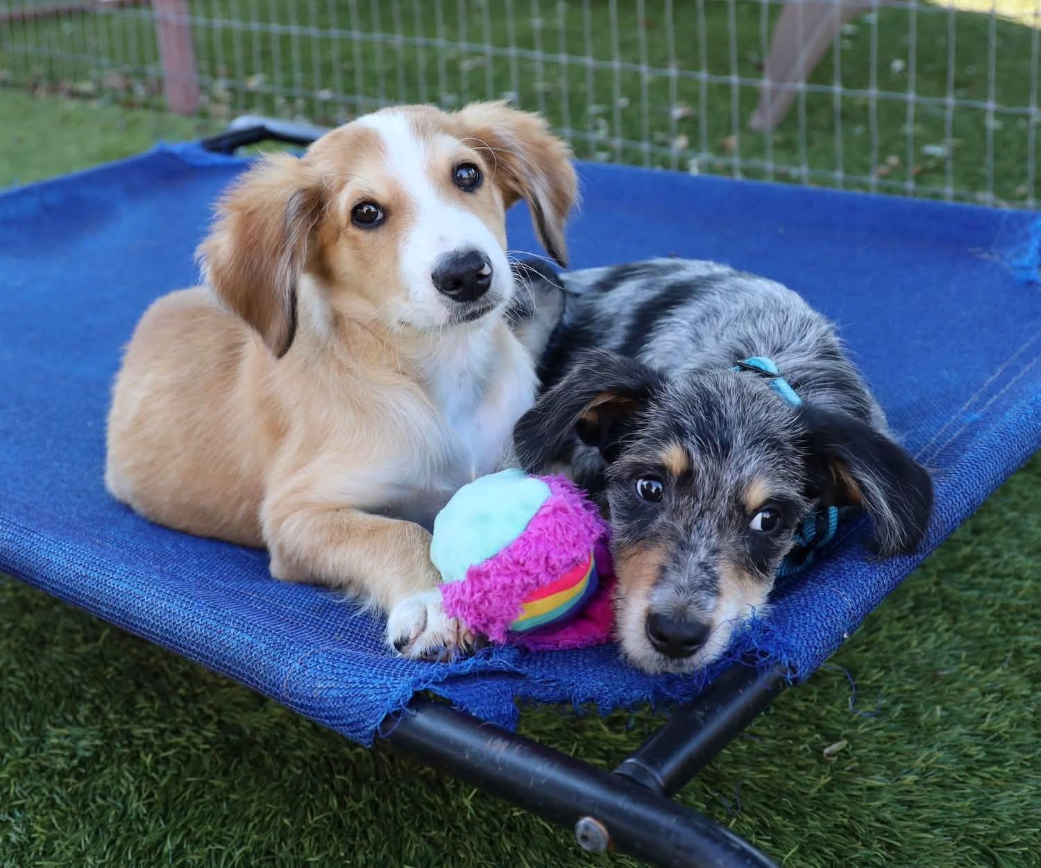 Enlarge Steven, a Adoptable mixed breed in Southlake, TX image 6/6