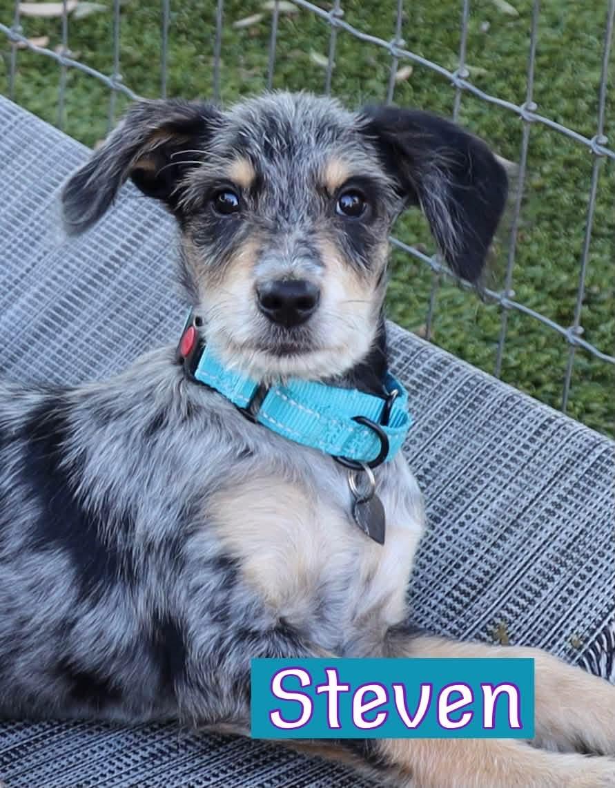 Enlarge Steven, a Adoptable mixed breed in Southlake, TX image 1/6