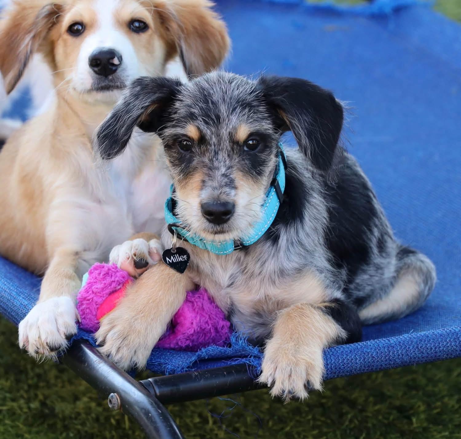 Enlarge Steven, a Adoptable mixed breed in Southlake, TX image 2/6