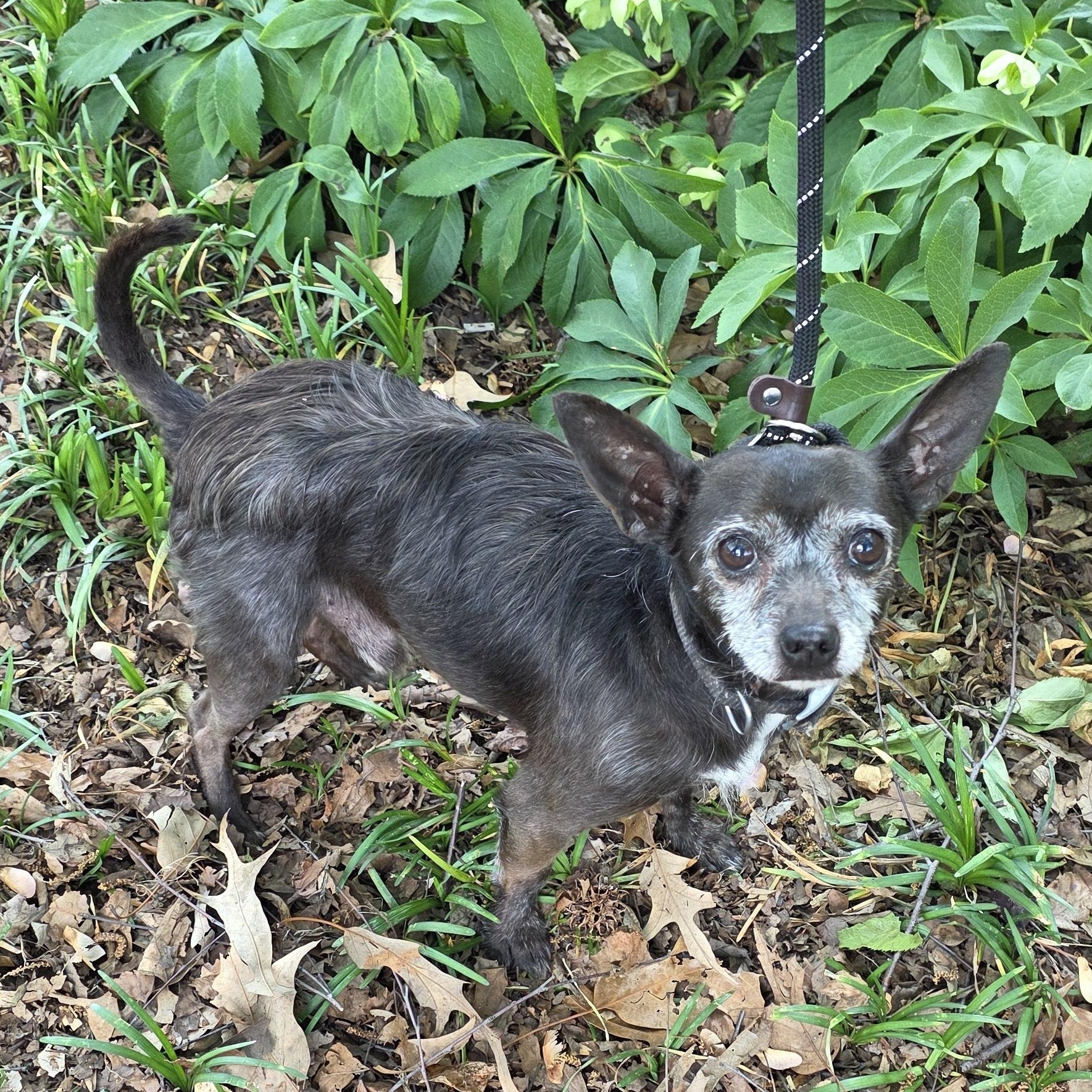 Enlarge Clark, a Adoptable mixed breed in Greensboro, NC image 2/3