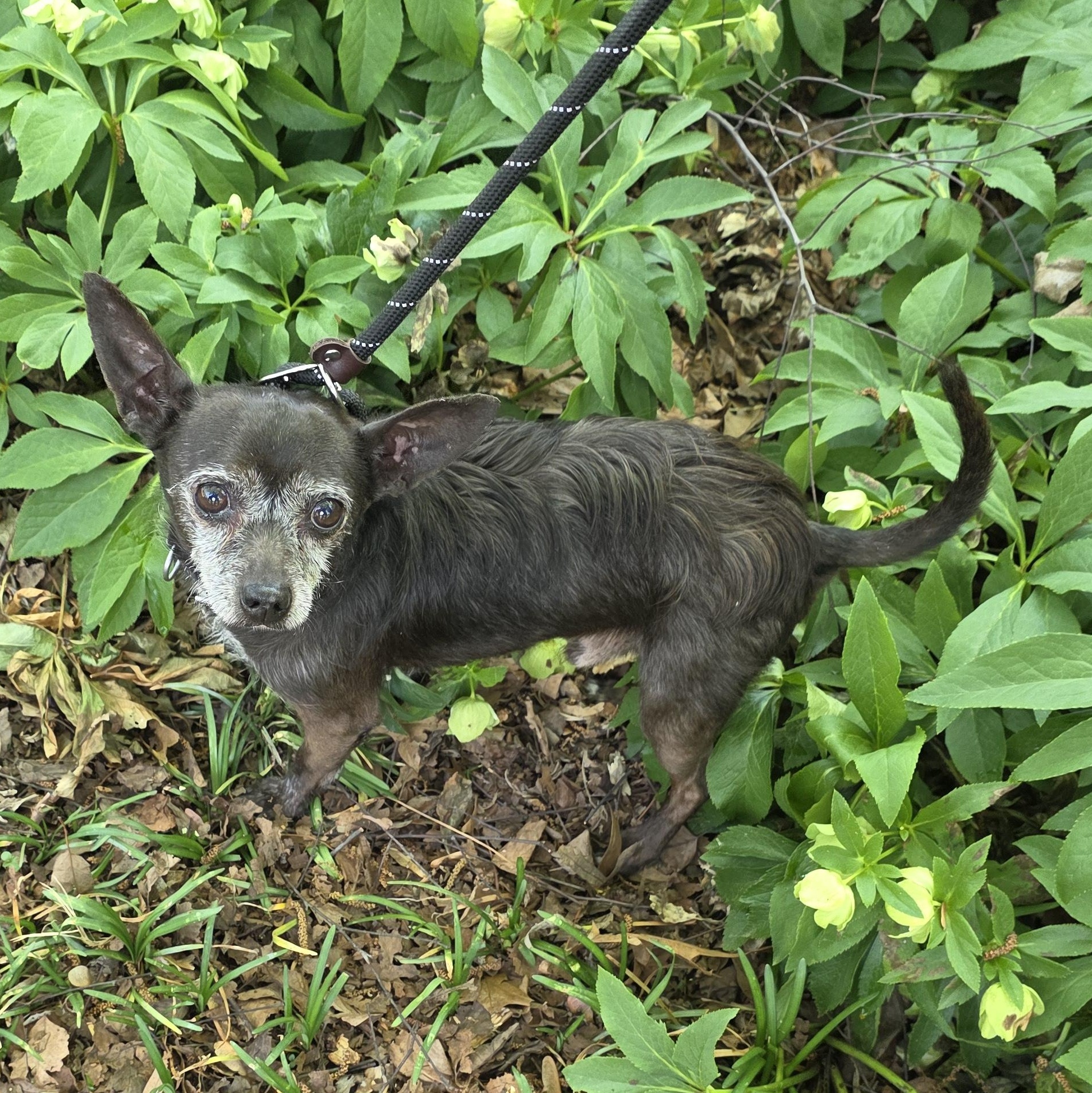 Enlarge Clark, a Adoptable mixed breed in Greensboro, NC image 3/3