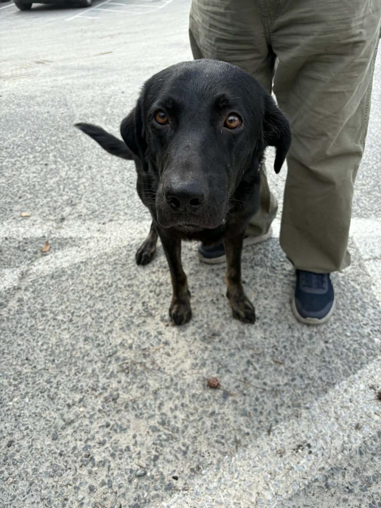 Walter, Adoptable, Adult Male Labrador Retriever & Shepherd.