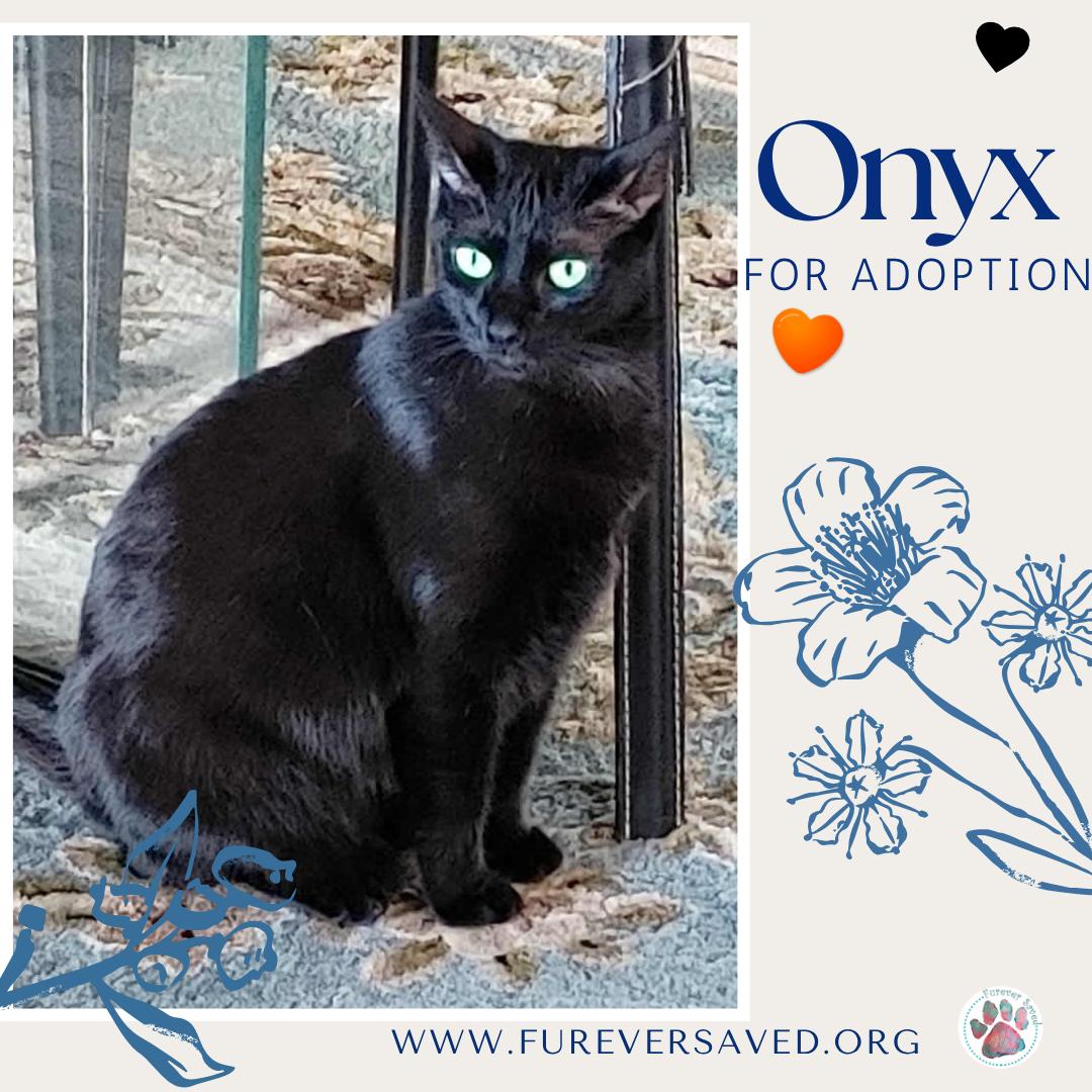 Enlarge Onyx, a Adoptable Domestic Short Hair in Miami, FL image 2/3