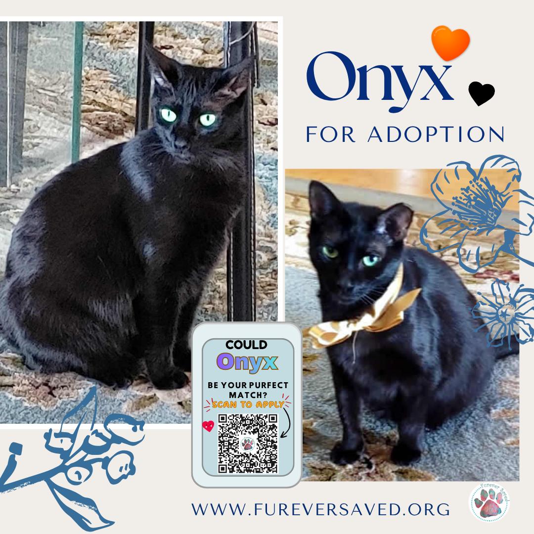 Onyx, Adoptable, Young Male Domestic Short Hair.