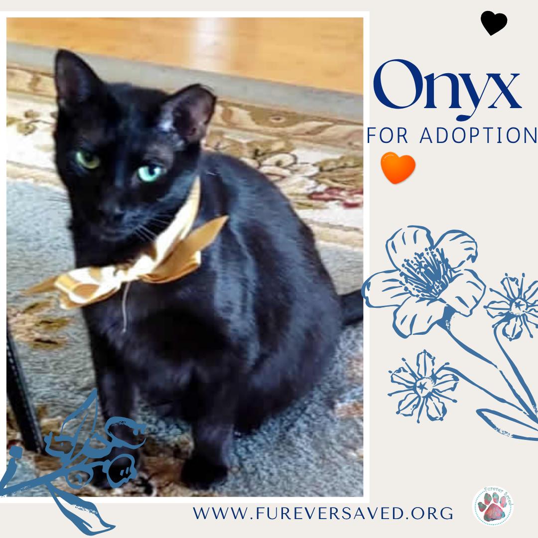 Enlarge Onyx, a Adoptable Domestic Short Hair in Miami, FL image 3/3