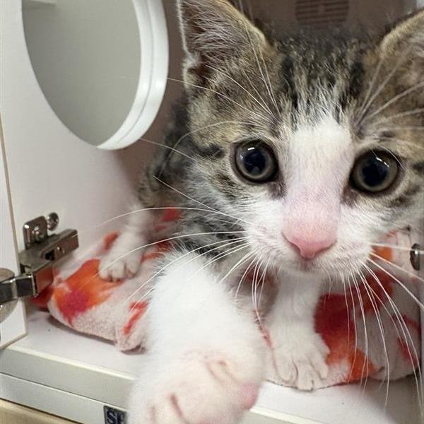 Doug, Adoptable, Kitten Male Domestic Short Hair.