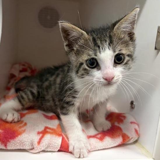 Enlarge Doug, a Adoptable Domestic Short Hair in Phoenix, AZ image 2/2