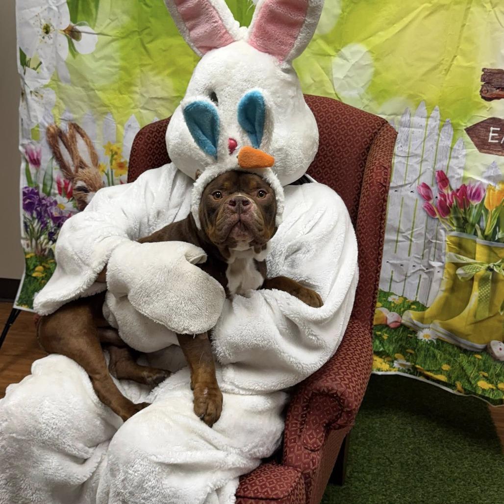 Enlarge Harvey, a Adoptable English Bulldog in Huber Heights, OH image 1/6