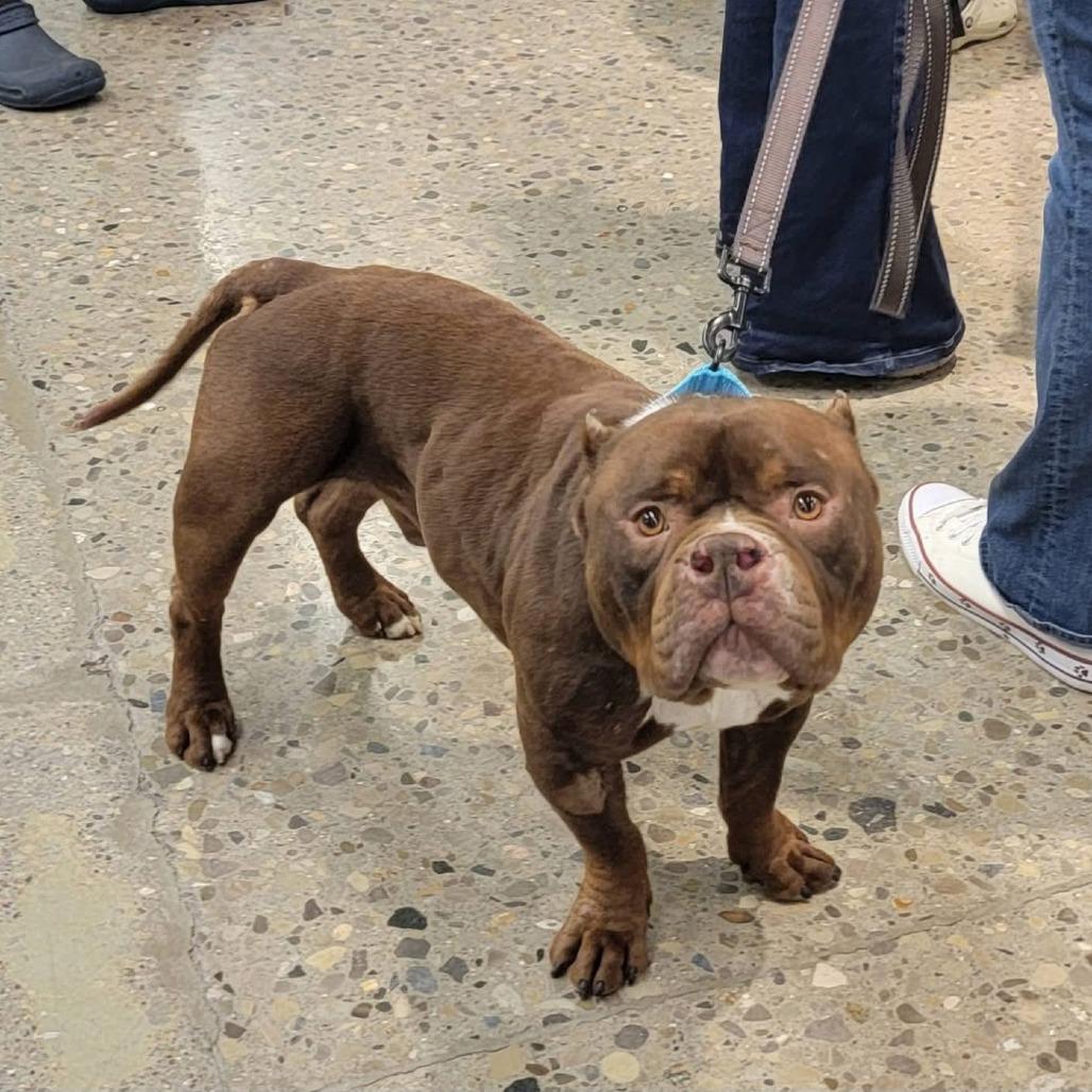 Enlarge Harvey, a Adoptable English Bulldog in Huber Heights, OH image 2/6