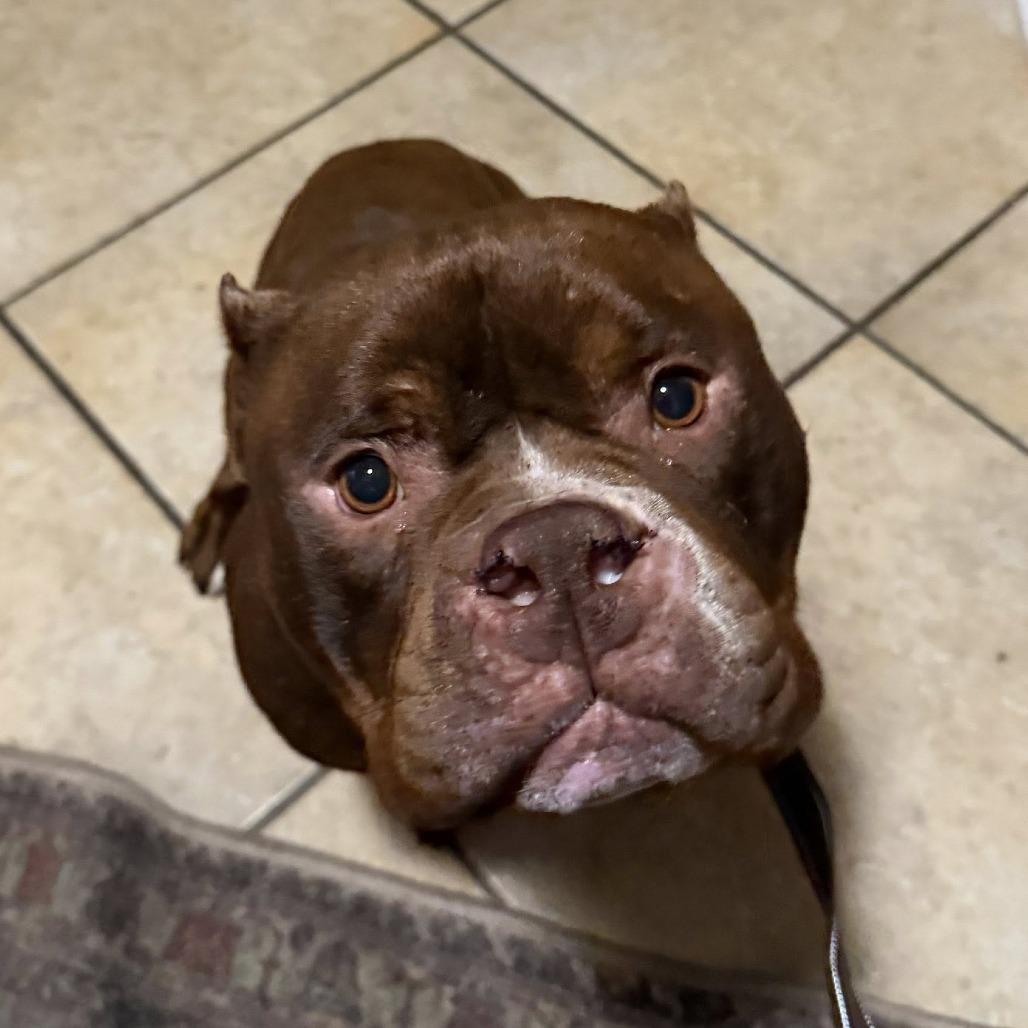 Enlarge Harvey, a Adoptable English Bulldog in Huber Heights, OH image 3/6