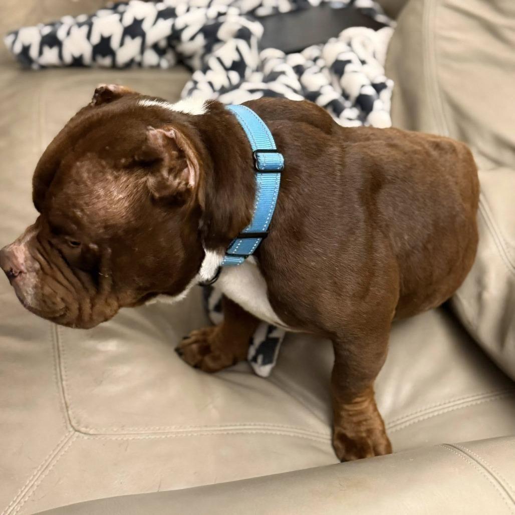 Enlarge Harvey, a Adoptable English Bulldog in Huber Heights, OH image 4/6