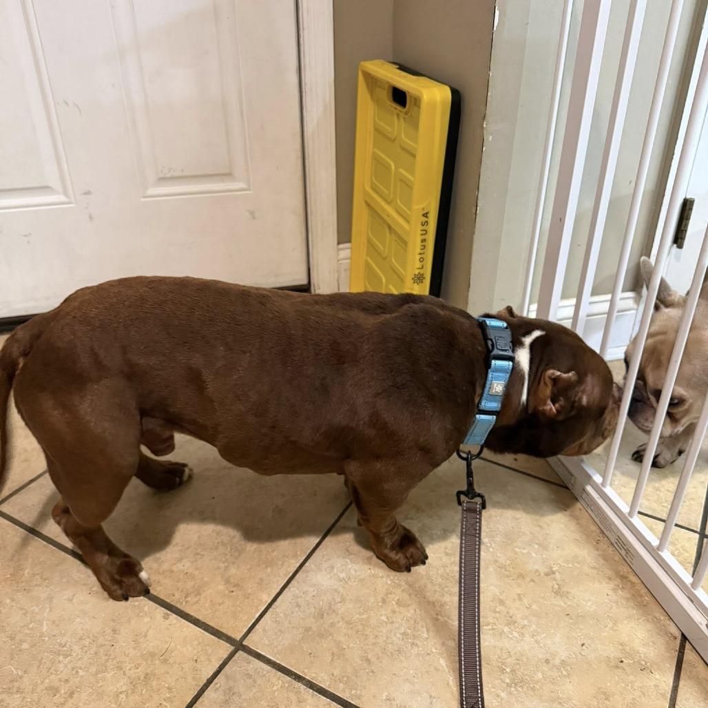 Enlarge Harvey, a Adoptable English Bulldog in Huber Heights, OH image 5/6