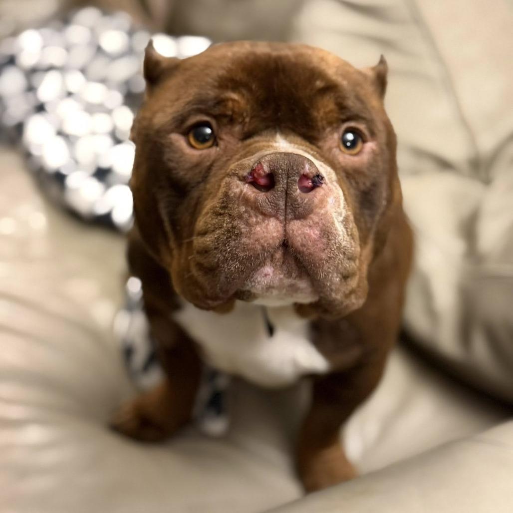 Enlarge Harvey, a Adoptable English Bulldog in Huber Heights, OH image 6/6