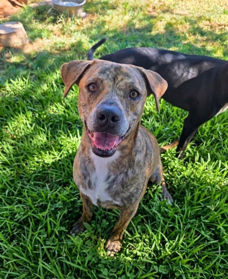 Tiger, Adoptable, Adult Male Pit Bull Terrier & Black and Tan Coonhound.