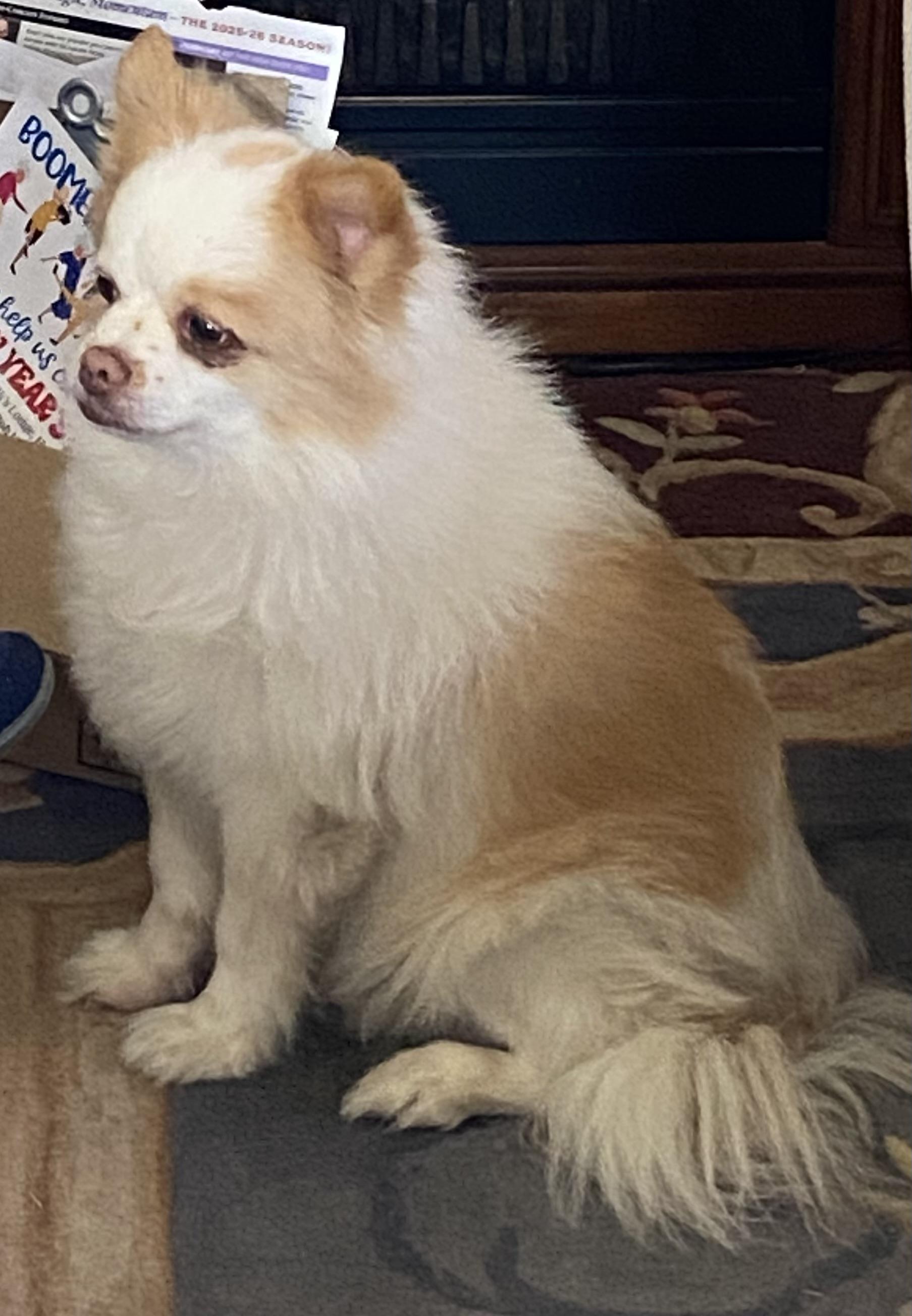 Enlarge Biskit*A kind hearted gentleman, a Adoptable Pomeranian in Grass Valley, CA image 1/5
