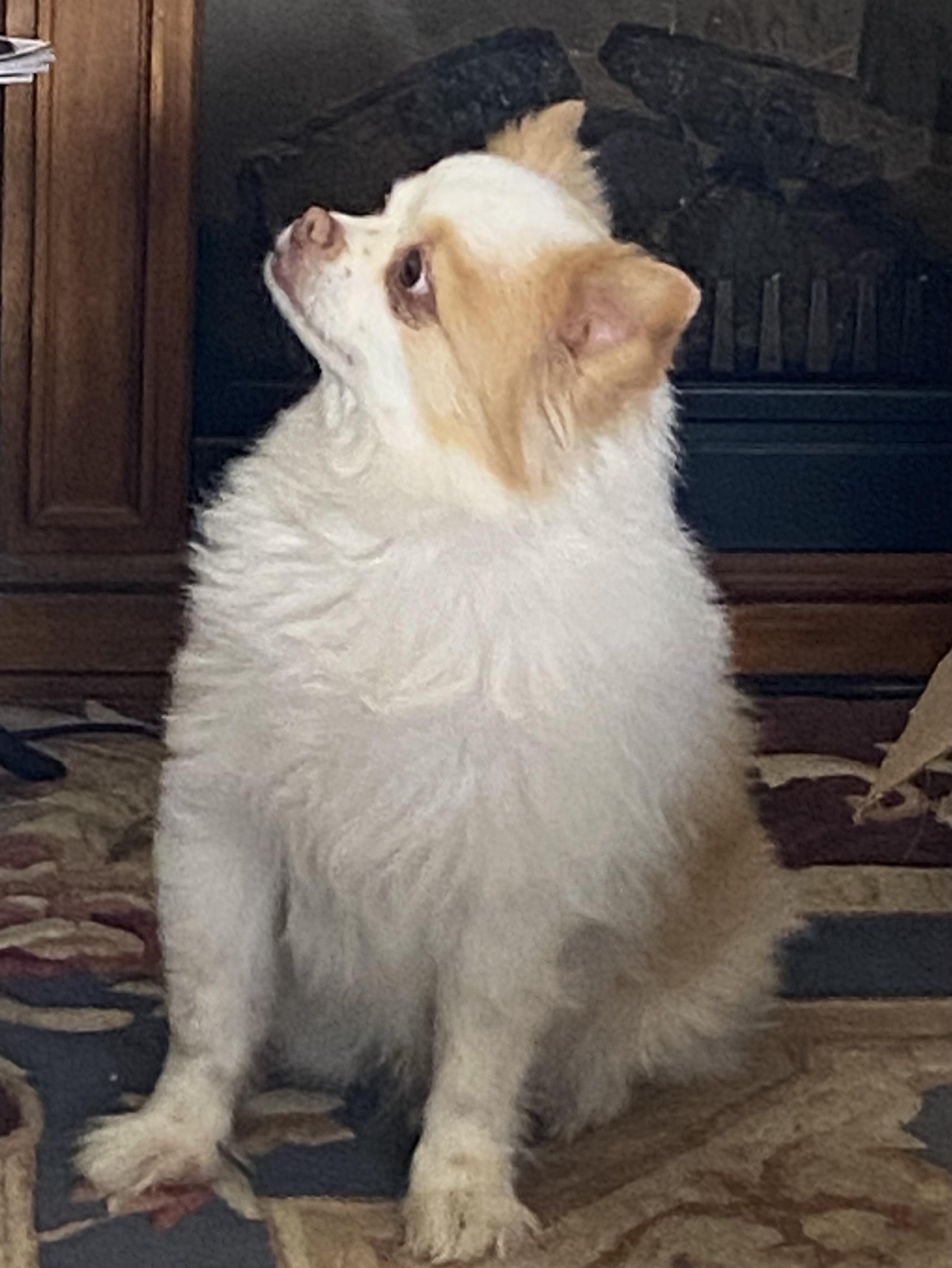 Enlarge Biskit*A kind hearted gentleman, a Adoptable Pomeranian in Grass Valley, CA image 2/5