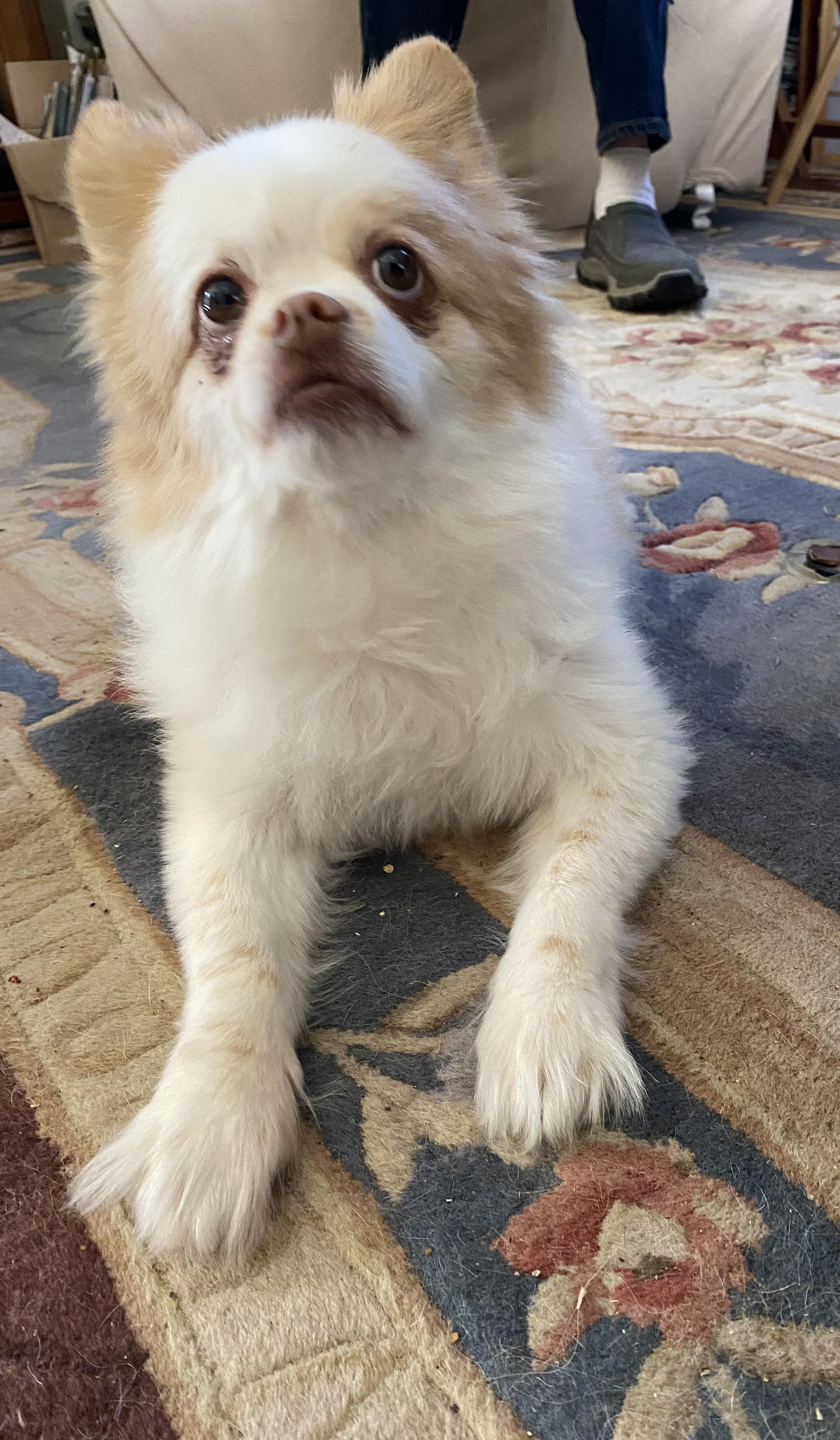 Enlarge Biskit*A kind hearted gentleman, a Adoptable Pomeranian in Grass Valley, CA image 3/5