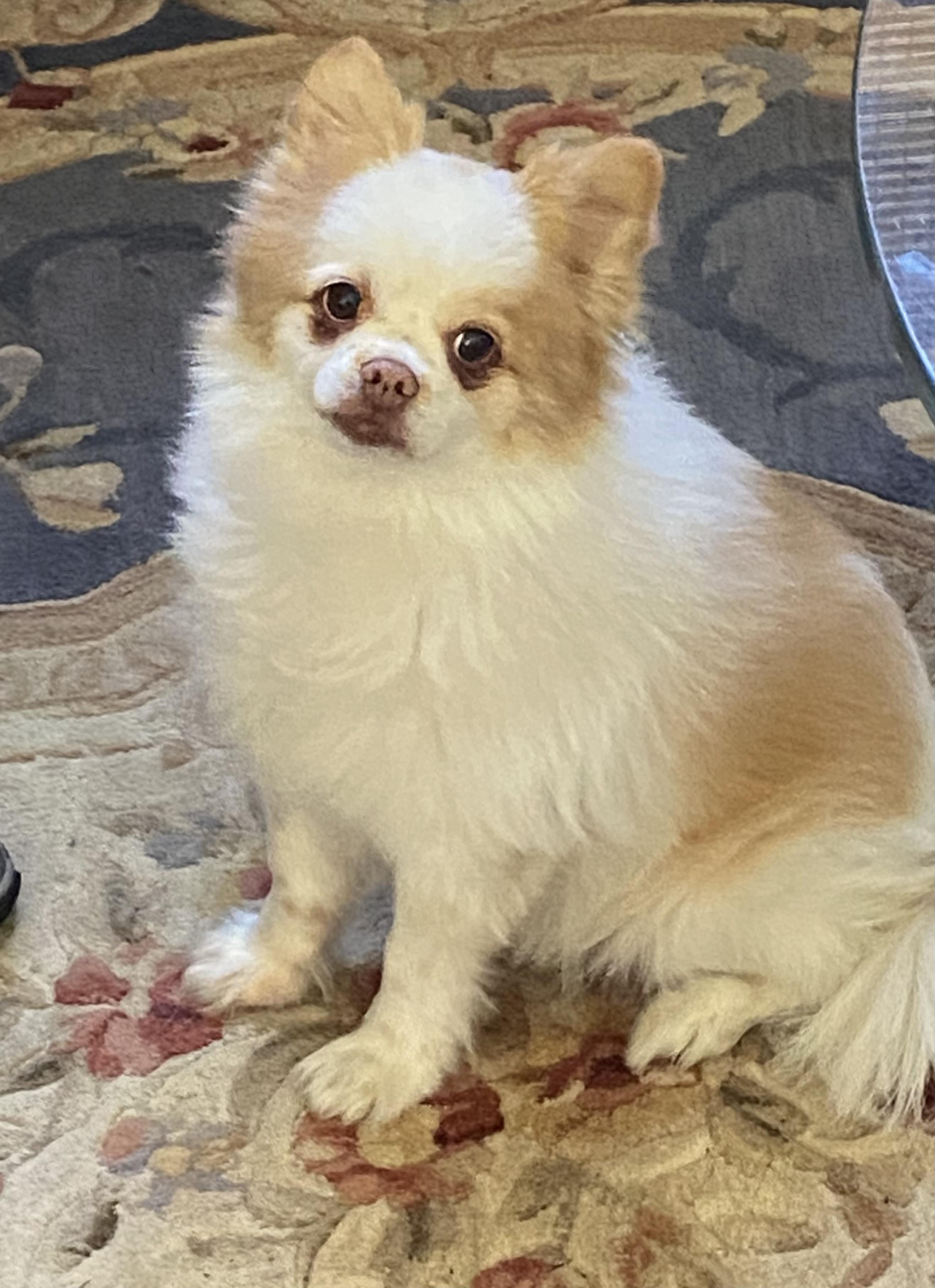 Biskit*A kind hearted gentleman, adopted, Adult Male Pomeranian.