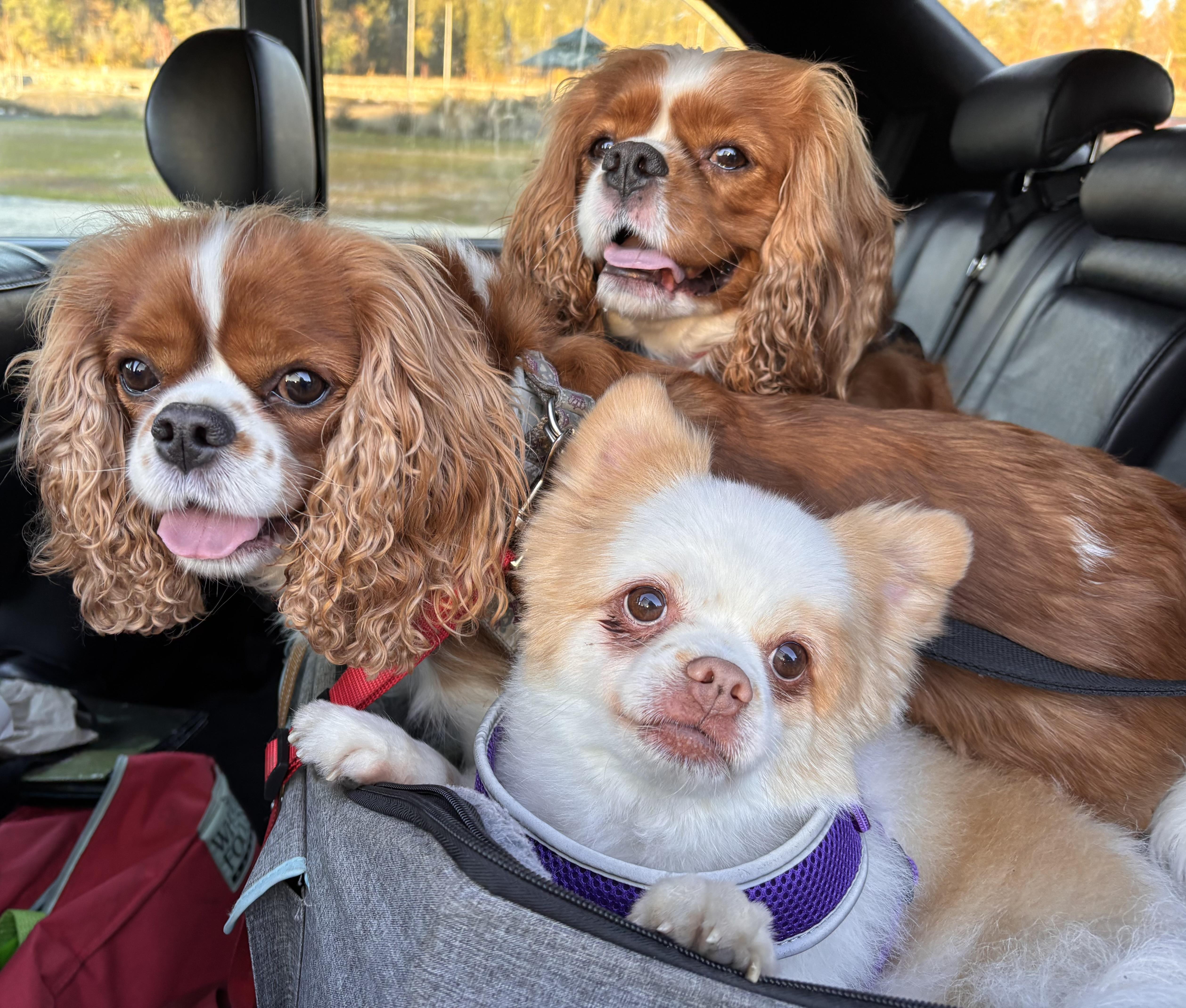 Enlarge Biskit*A kind hearted gentleman, a Adoptable Pomeranian in Grass Valley, CA image 5/5