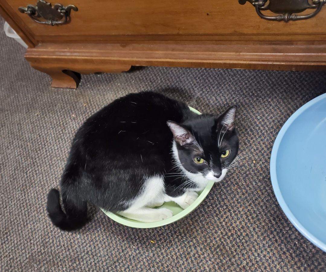 Nose Black, Adoptable, Adult Female American Shorthair.