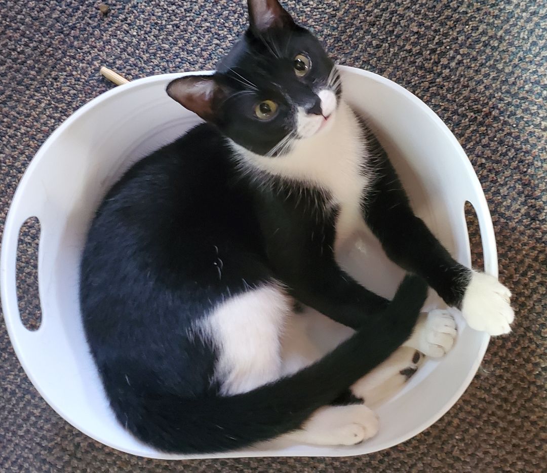 Nose Black, a Adoptable American Shorthair in HENDERSON, TX image 2/7